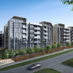 TMW-Maxwell-the-gazania TMW Maxwell - The Gazania